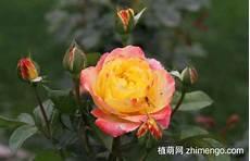 遇见王沥川高以翔版本